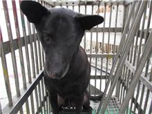 黑色母混种犬，中型, 收容编号 …7008