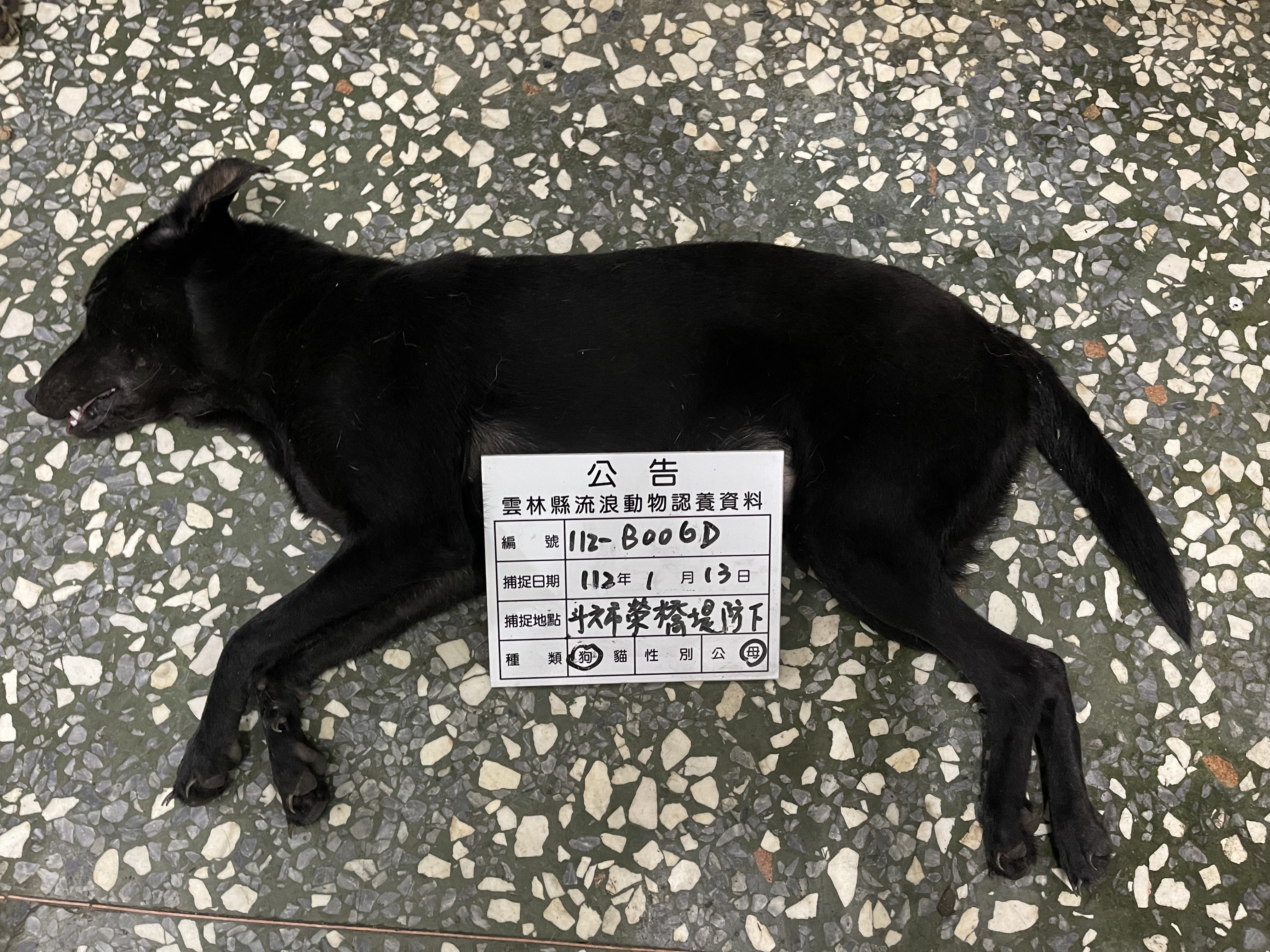 Black adult female mixed-breed dog, Large, shelter no. …006D