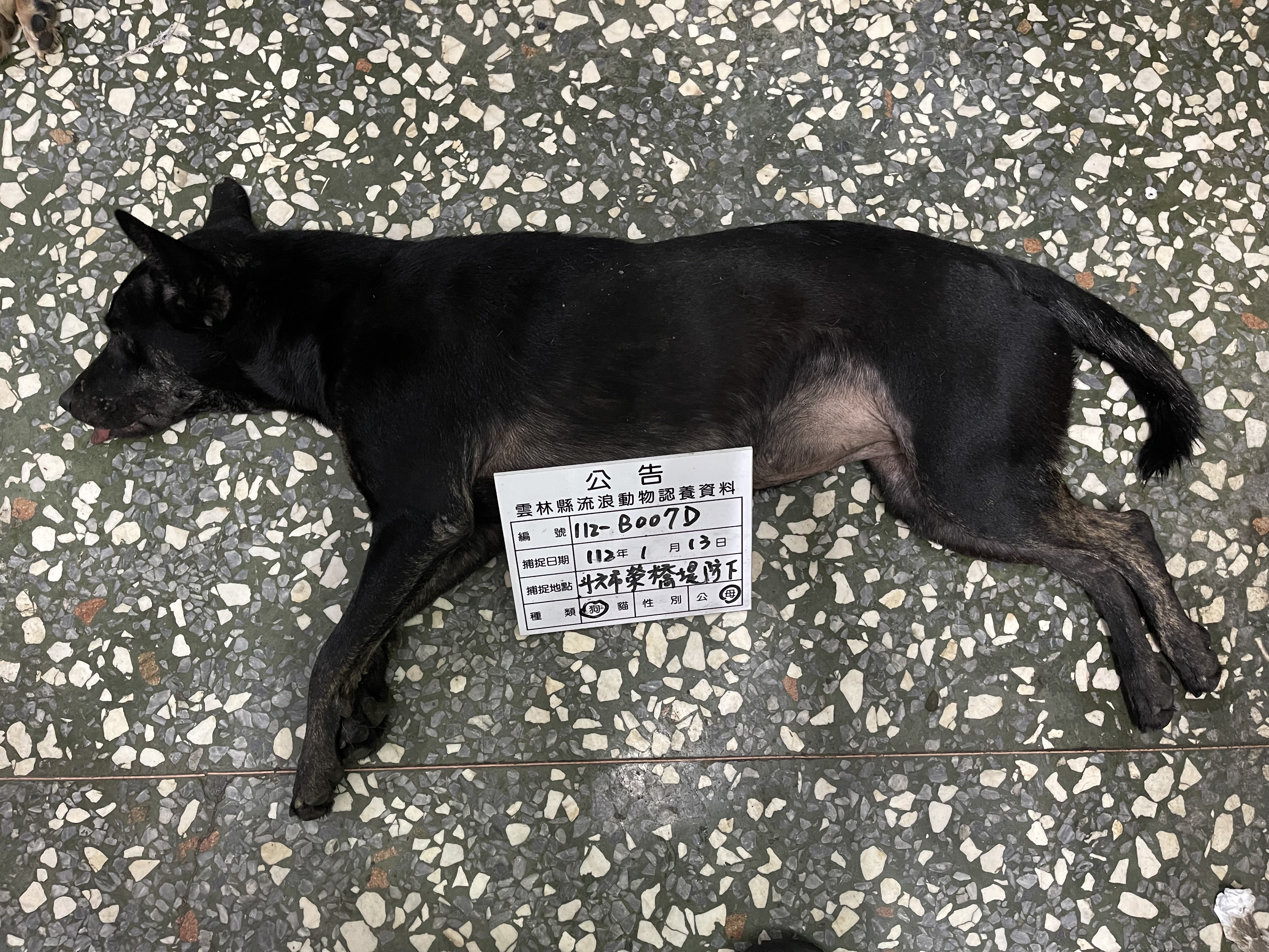 Black adult female mixed-breed dog, Large, shelter no. …007D