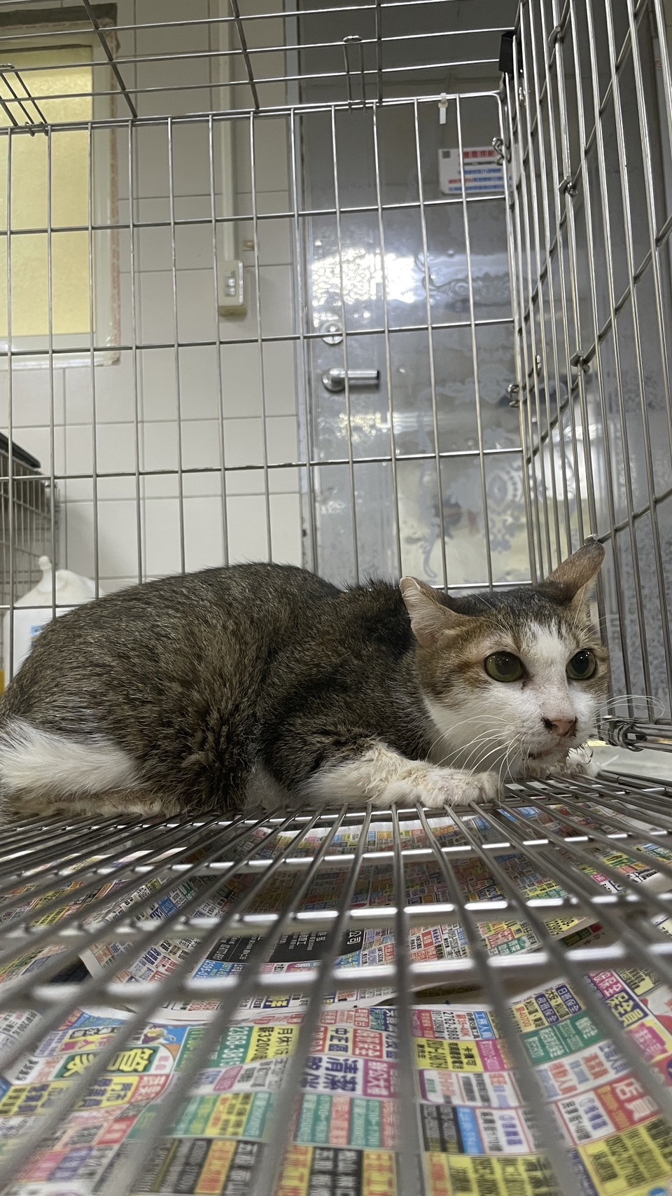 ミックス猫(メス・成猫・トラと白)、中型, 施設番号 …0001