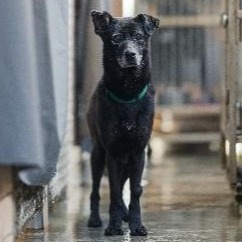 黑色成年母混种犬,中型, 收容编号 …6002