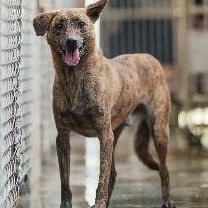 Perro mestizo macho adulto (atigrado), Mediano, refugio n.º …7002