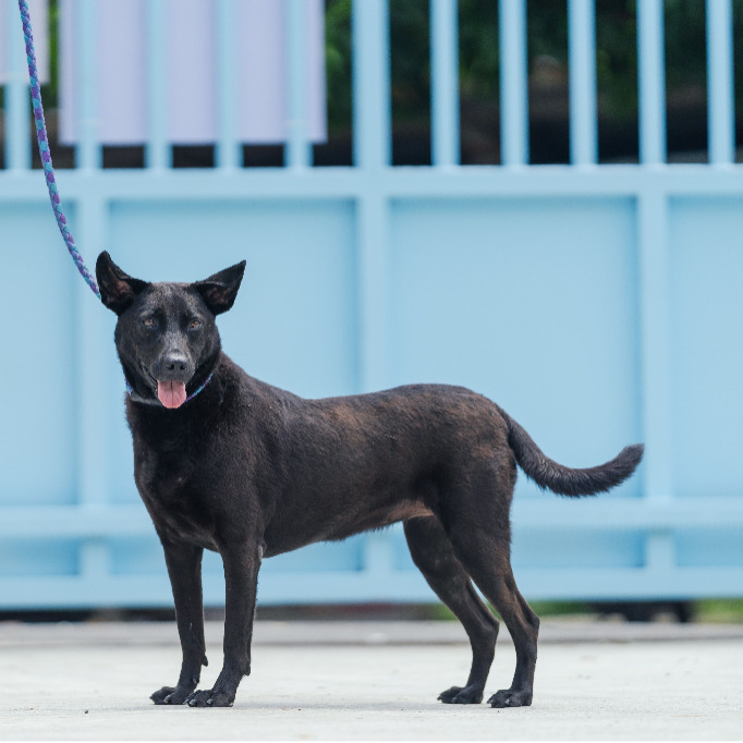 Black adult female mixed-breed dog, Small, shelter no. …1001