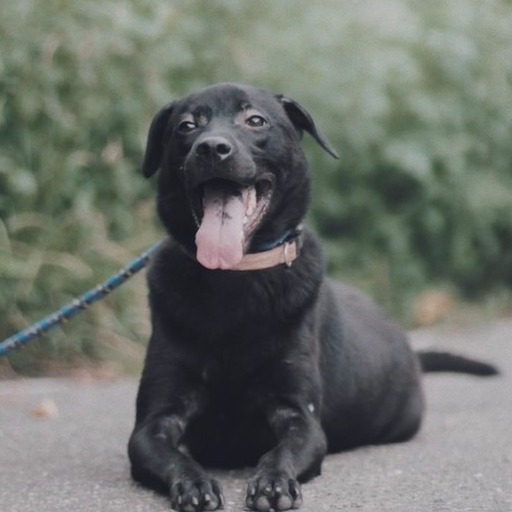 Black adult male mixed-breed dog, Medium, shelter no. …1001