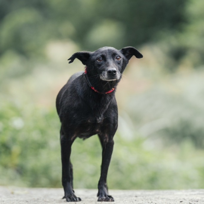 Black adult female mixed-breed dog, Small, shelter no. …1002
