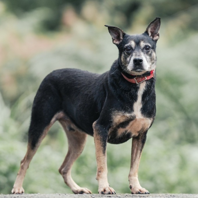 Black-and-tan adult male mixed-breed dog, Medium, shelter no. …2008