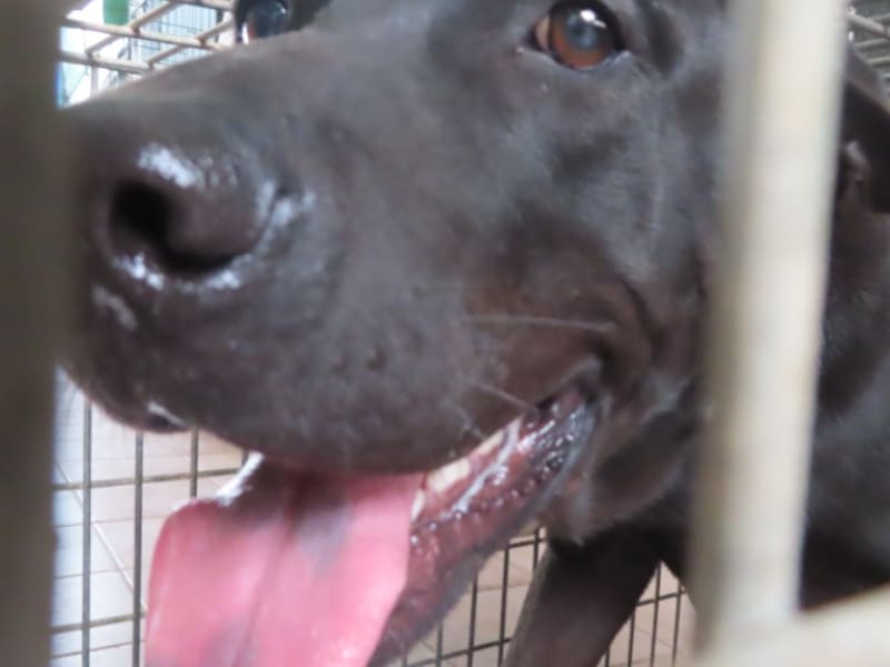Black adult male mixed-breed dog, Medium, shelter no. …7-01