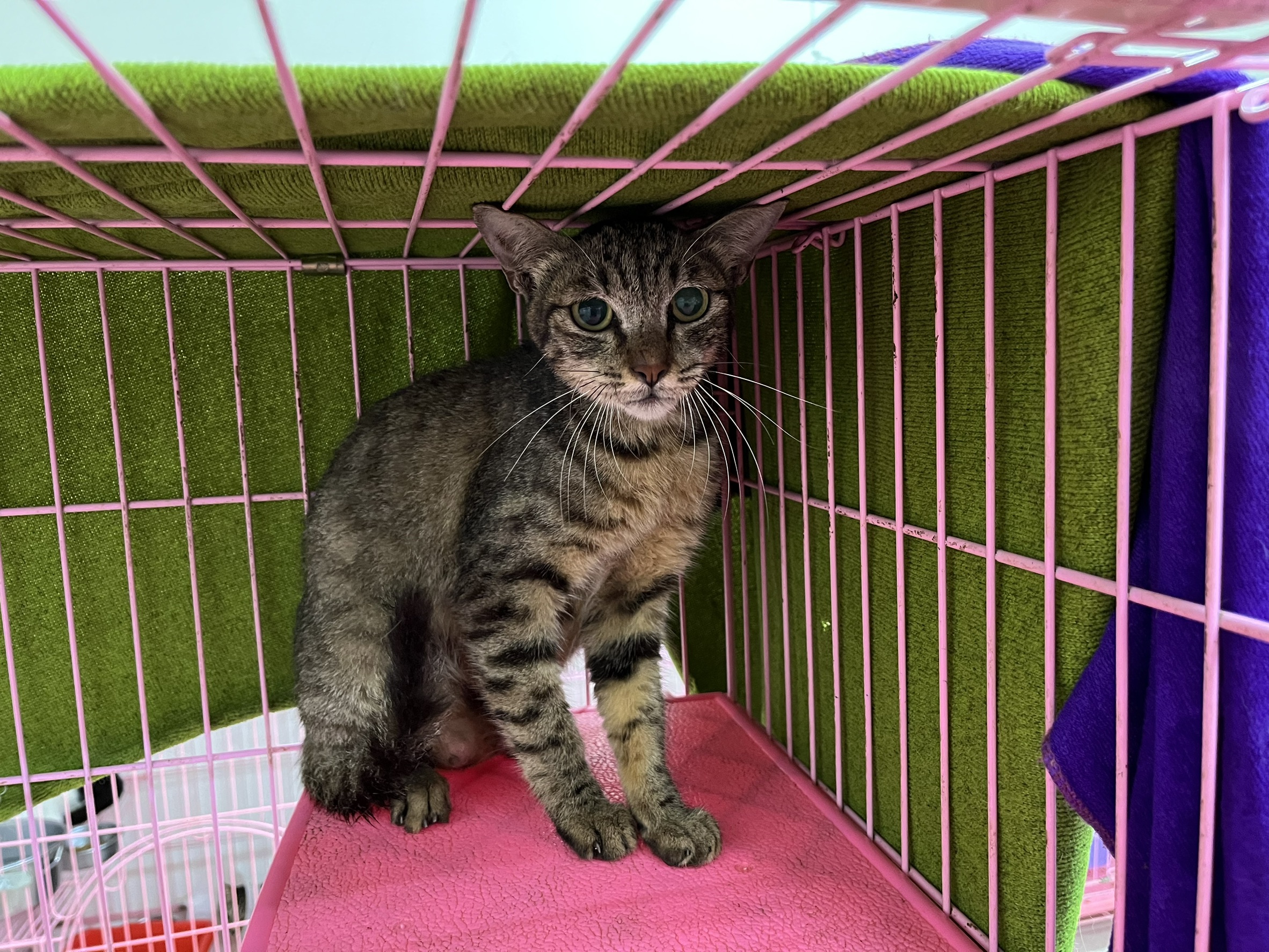 ミックス猫(メス・成猫・トラ)、中型, 施設番号 …2603