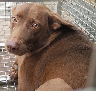 Brown adult female mixed-breed dog, Medium, shelter no. …0004