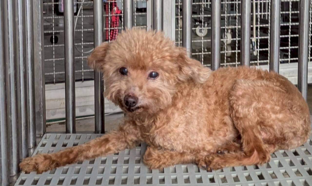 棕色成年公貴賓犬,小型, 收容編號 …6011