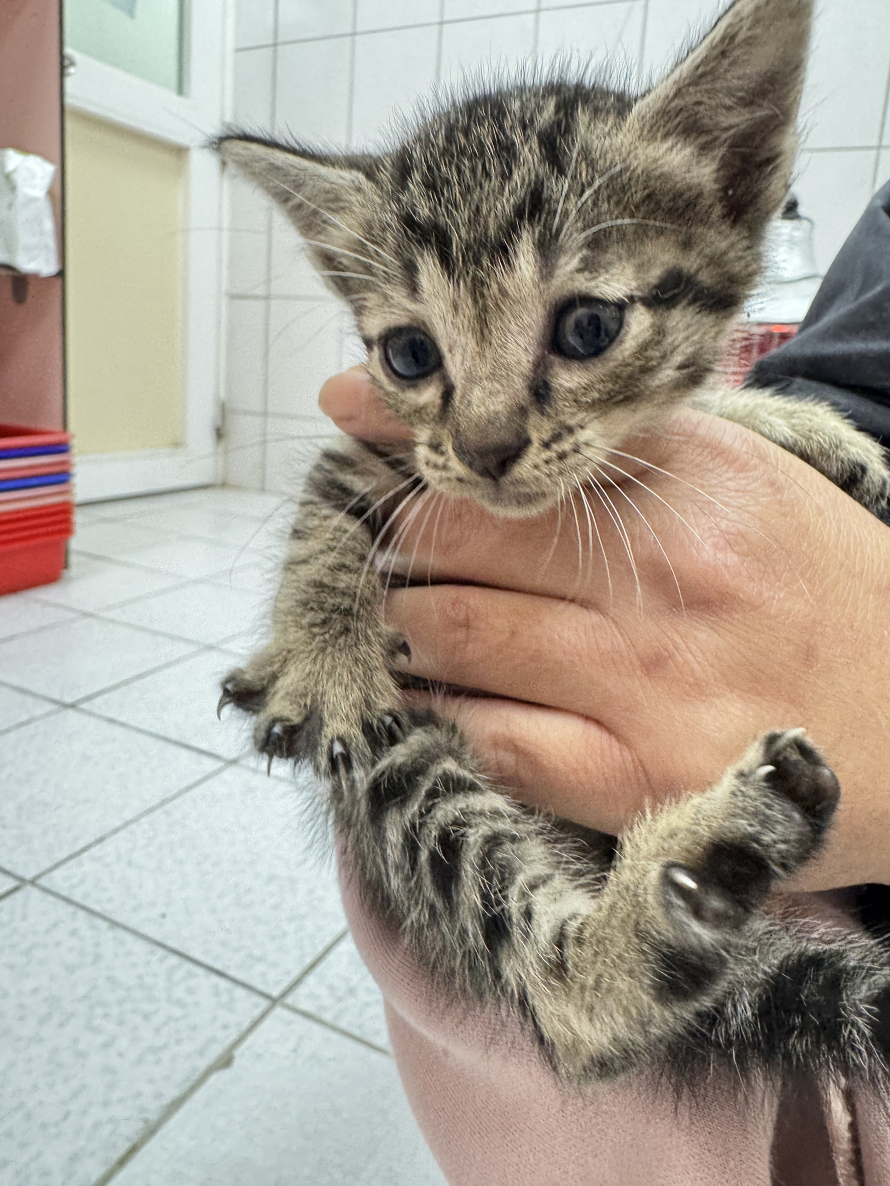 Black tabby young female mixed-breed cat, Small, shelter no. …1007