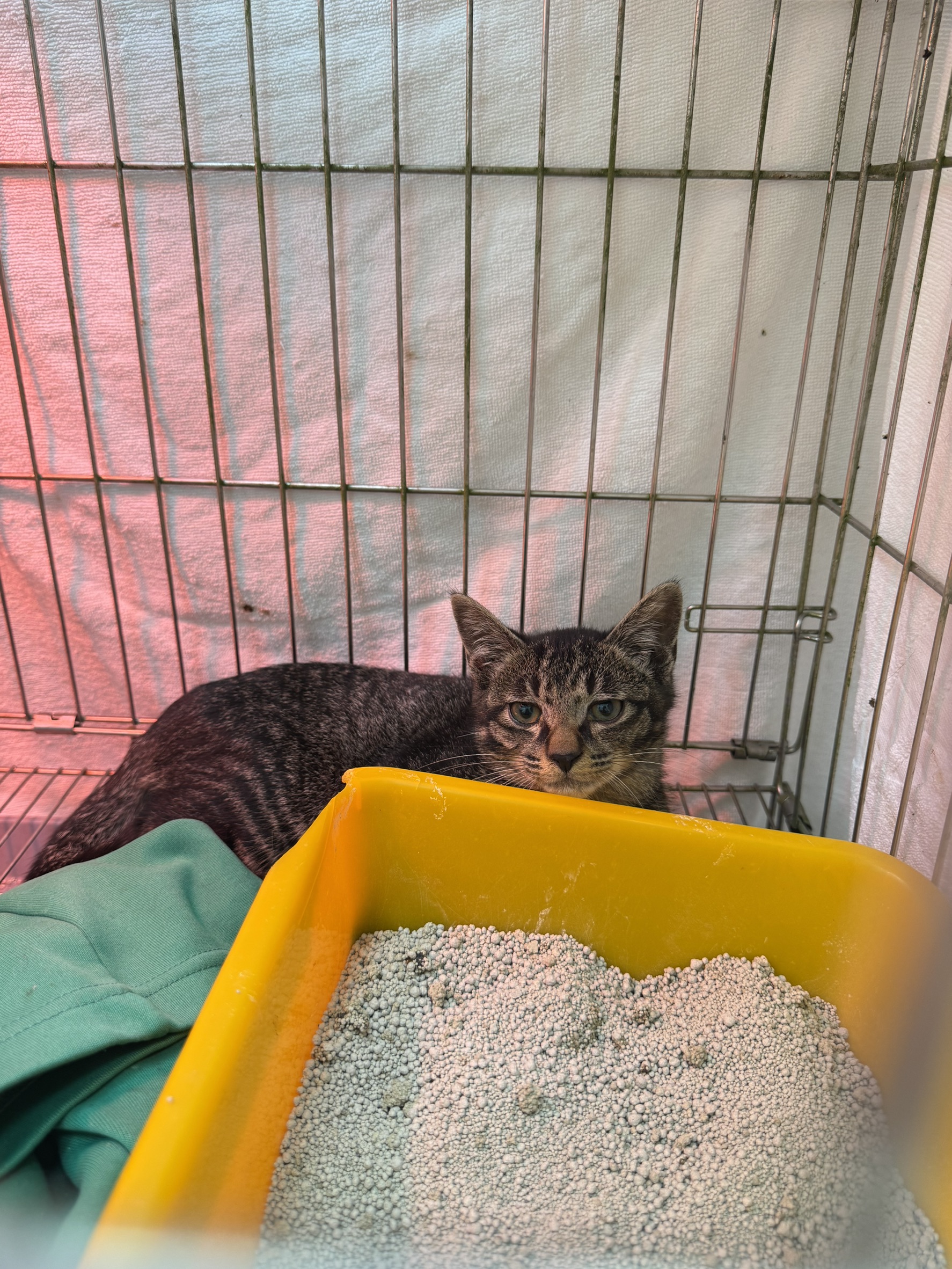 Tabby young male mixed-breed cat, Small, shelter no. …1011