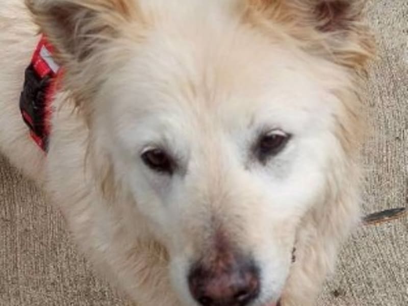 Cream adult male mixed-breed dog, Medium, shelter no. …4008