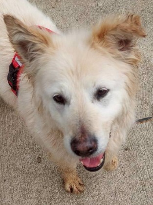 Cream adult male mixed-breed dog, Medium, shelter no. …4009