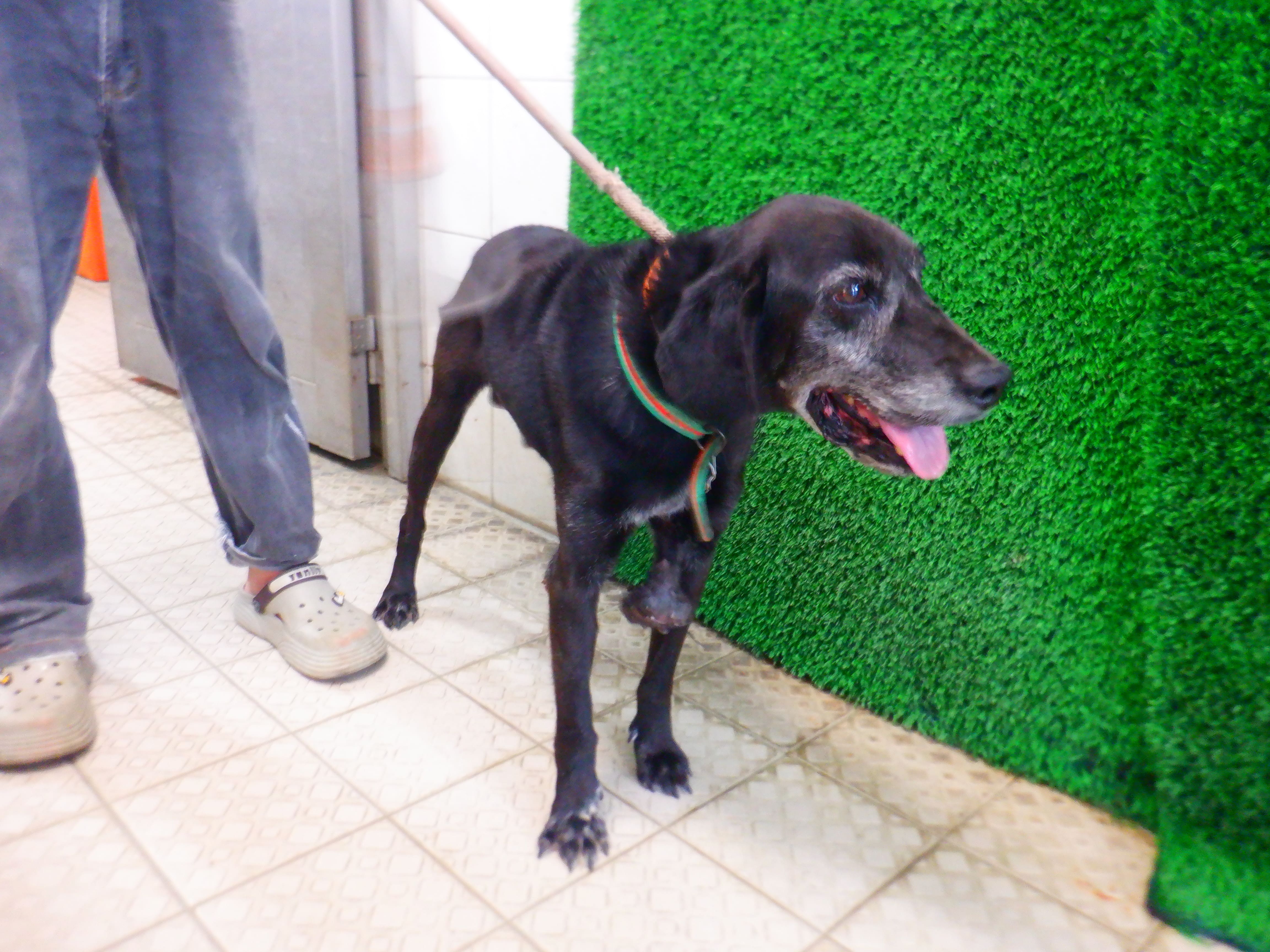 Perro mestizo macho adulto (negro), Mediano, refugio n.º …2266