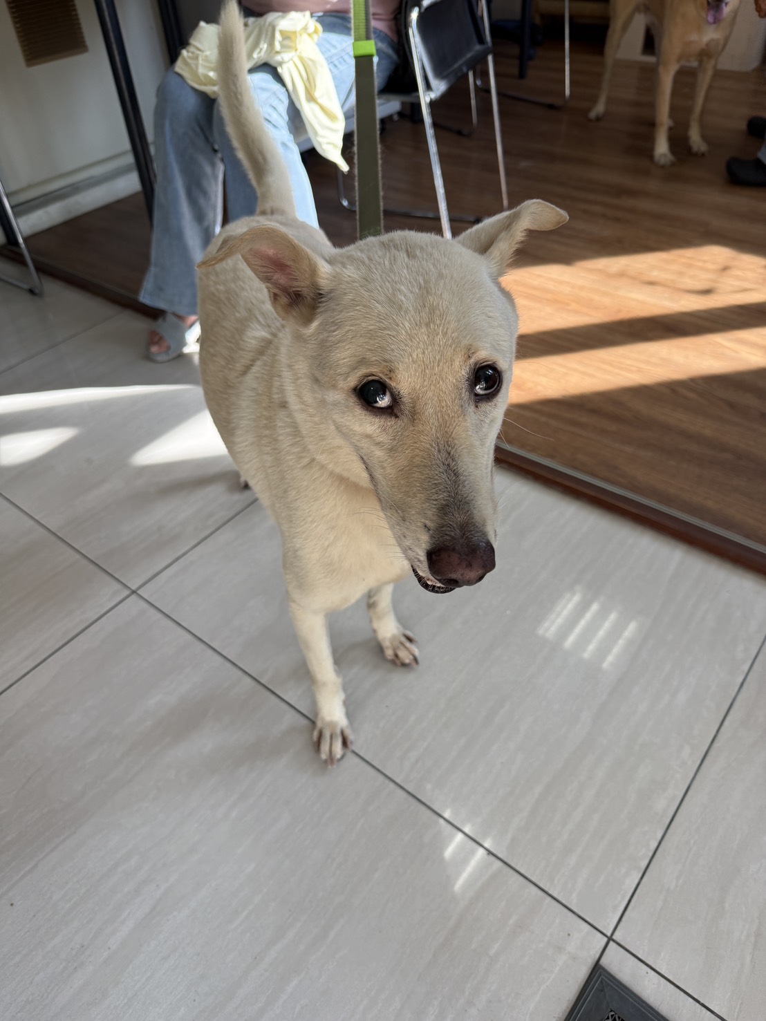Chien croisé mâle adulte (blanc), Moyen, refuge n° …8006