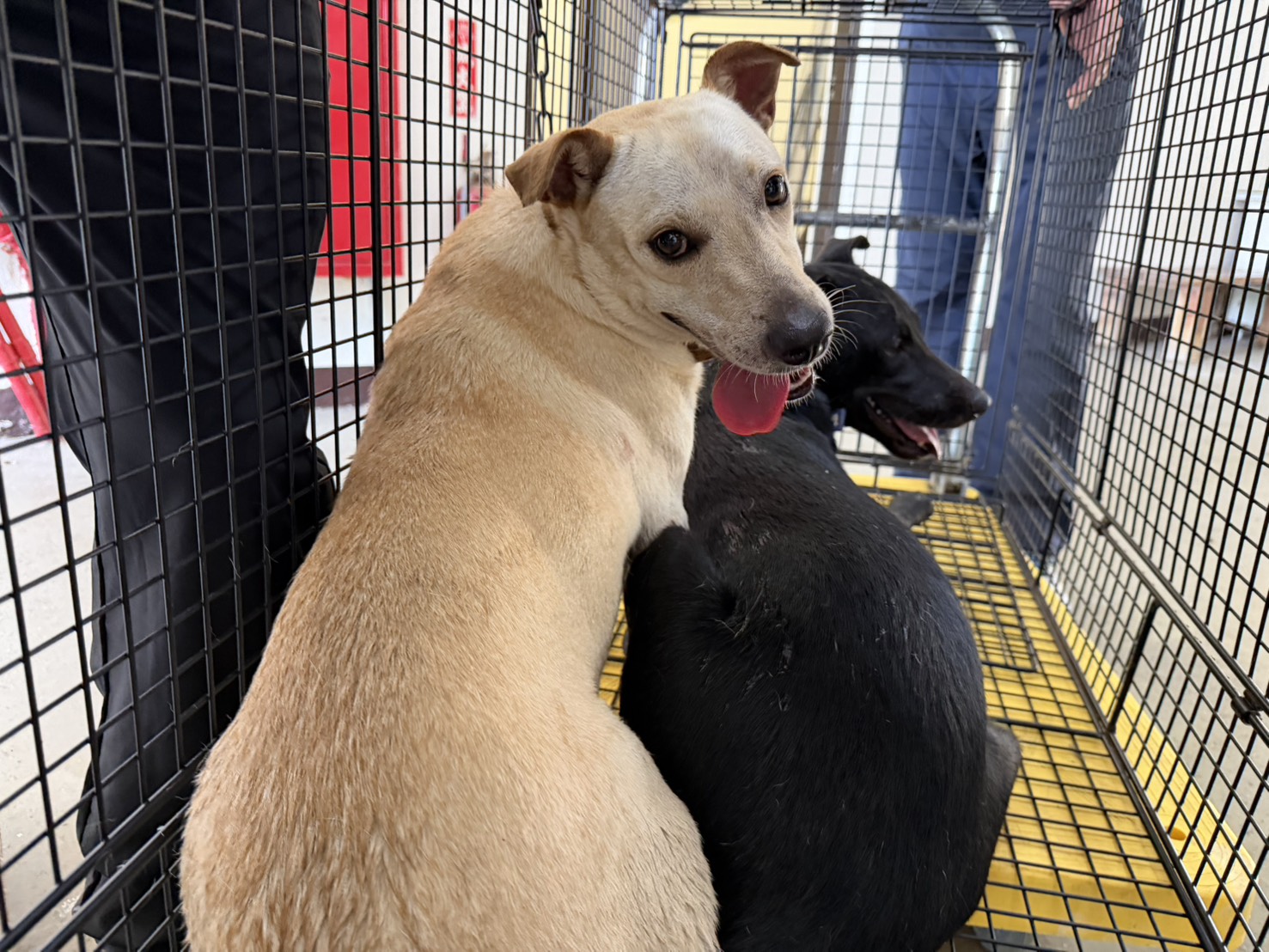 White adult female mixed-breed dog, Medium, shelter no. …6002