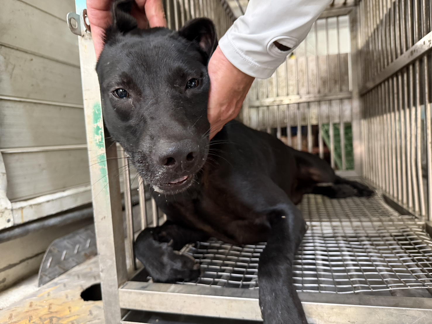 Black adult female mixed-breed dog, Medium, shelter no. …6003