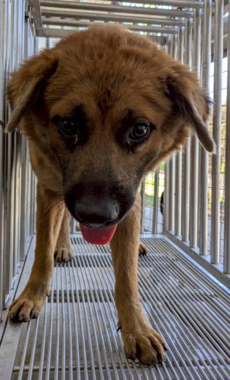 Brown adult male mixed-breed dog, Medium, shelter no. …8004