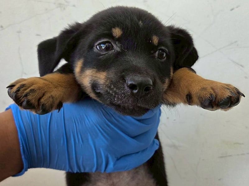 Black-and-brown young female mixed-breed dog, Medium, shelter no. …3004