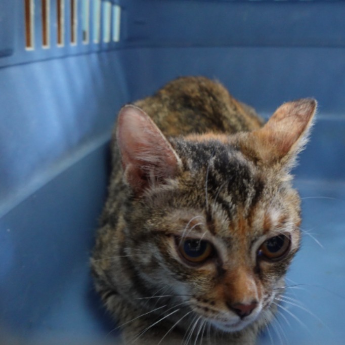 ミックス猫(メス・成猫・トラ)、中型, 施設番号 …3-02
