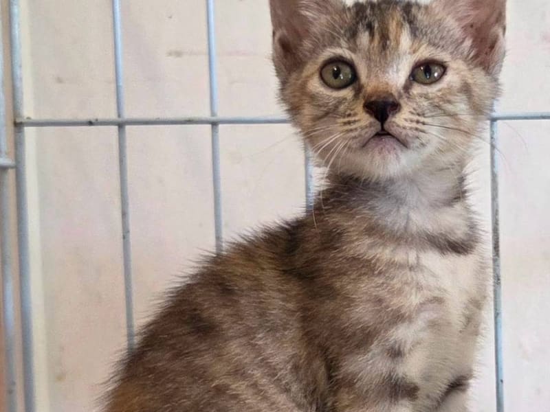 Young female mixed-breed cat, Small, shelter no. …4002