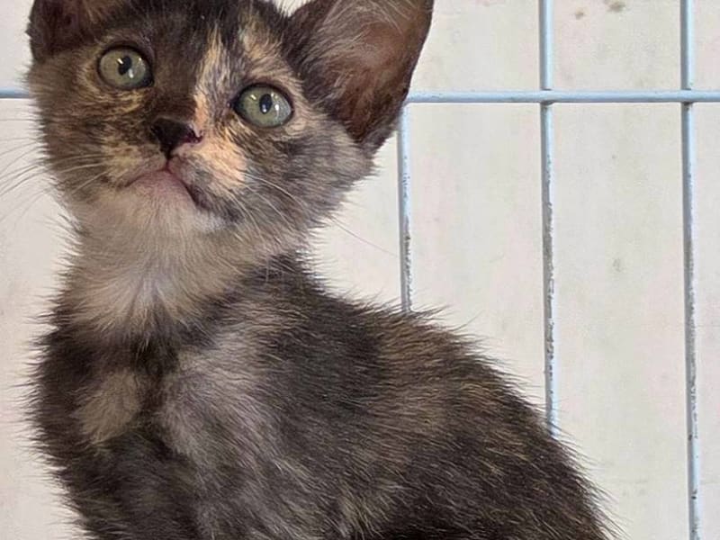 Young female mixed-breed cat, Small, shelter no. …4003