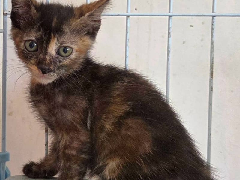 Young female mixed-breed cat, Small, shelter no. …4004