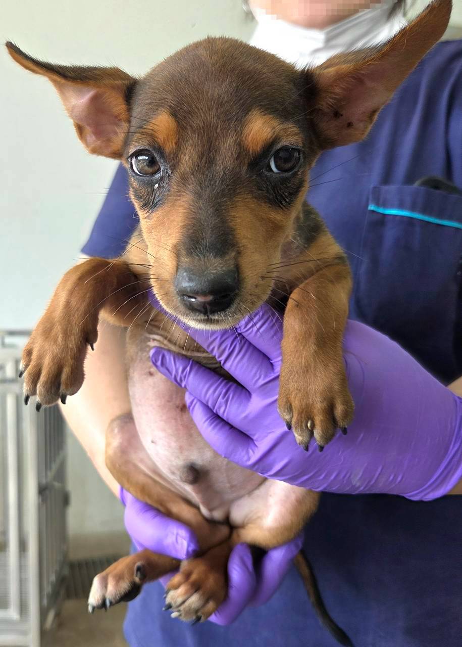 Tan young male mixed-breed dog, Medium, shelter no. …1003