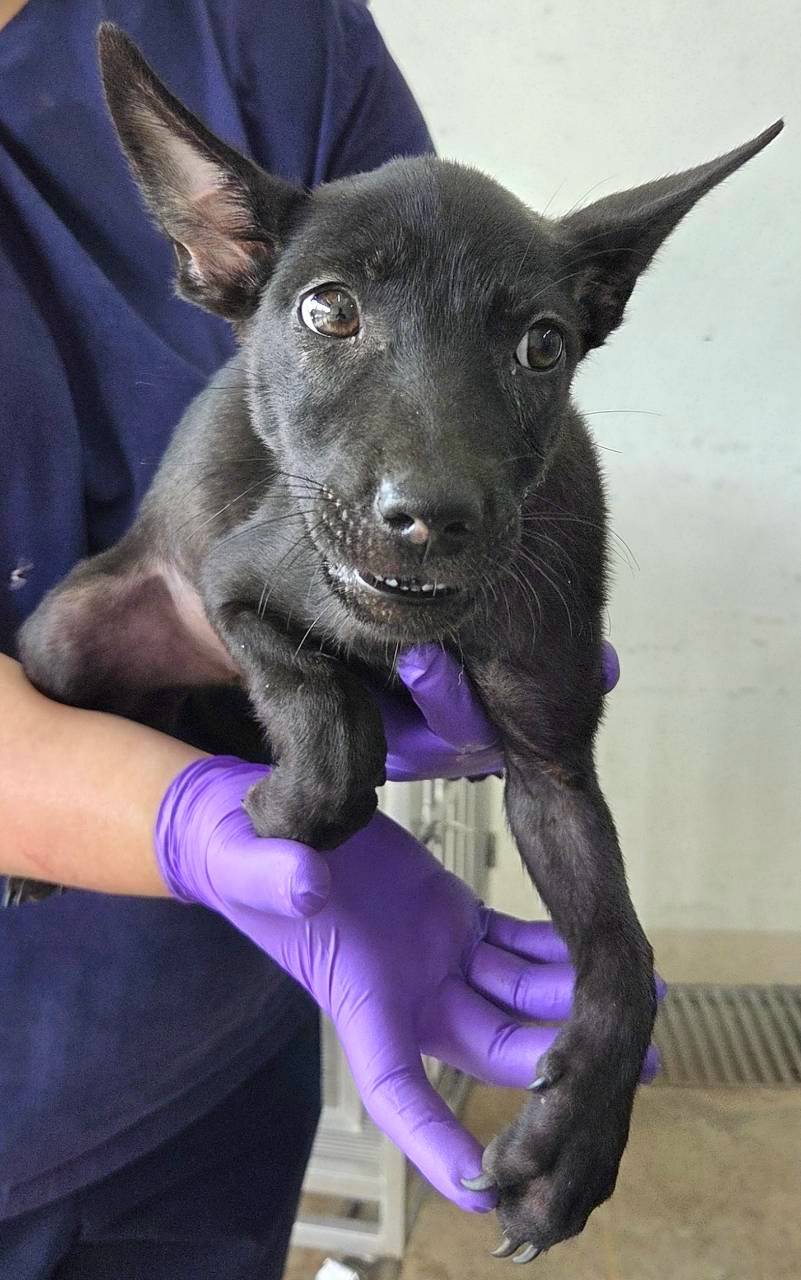 Black young female mixed-breed dog, Medium, shelter no. …1005