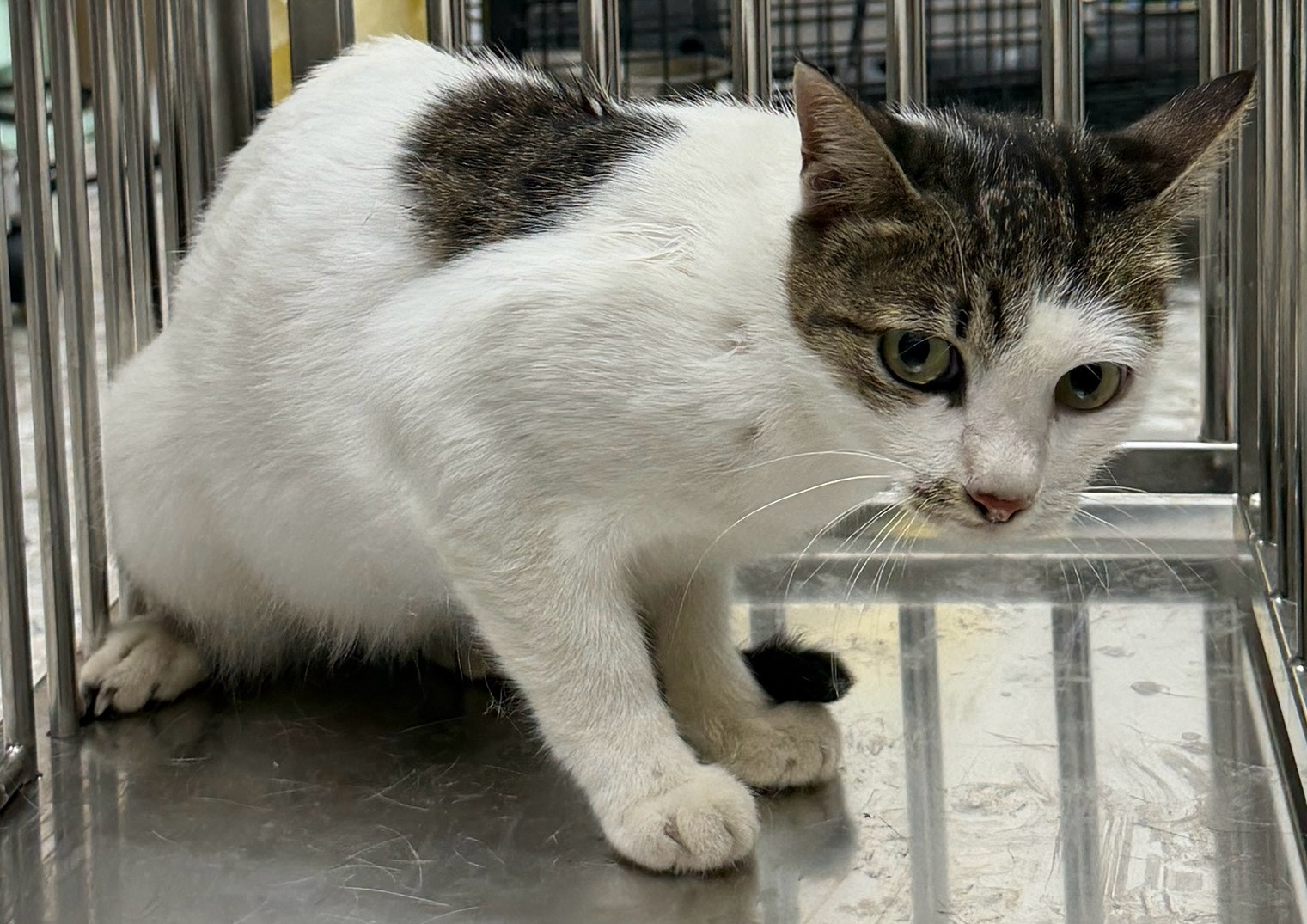 Tabby-and-white adult female mixed-breed cat, Small, shelter no. …5005