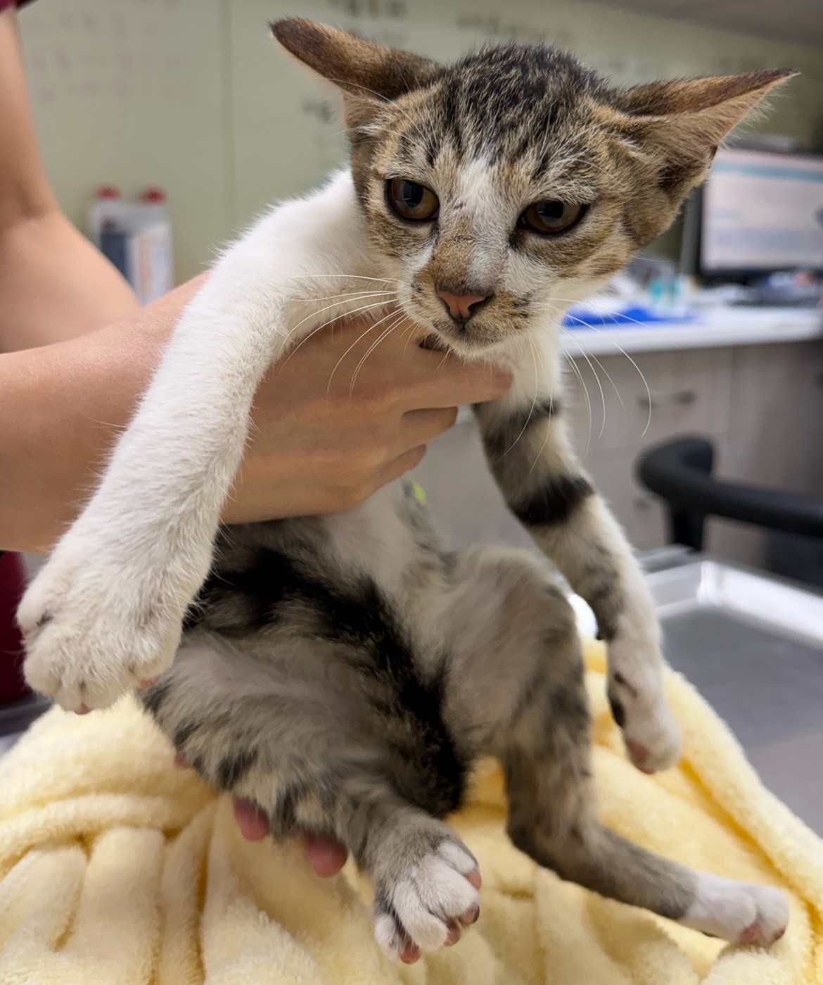 Pusang halo ang lahi (Babae, Matanda na, may guhit at puti), Maliit, blg. ng shelter …5006