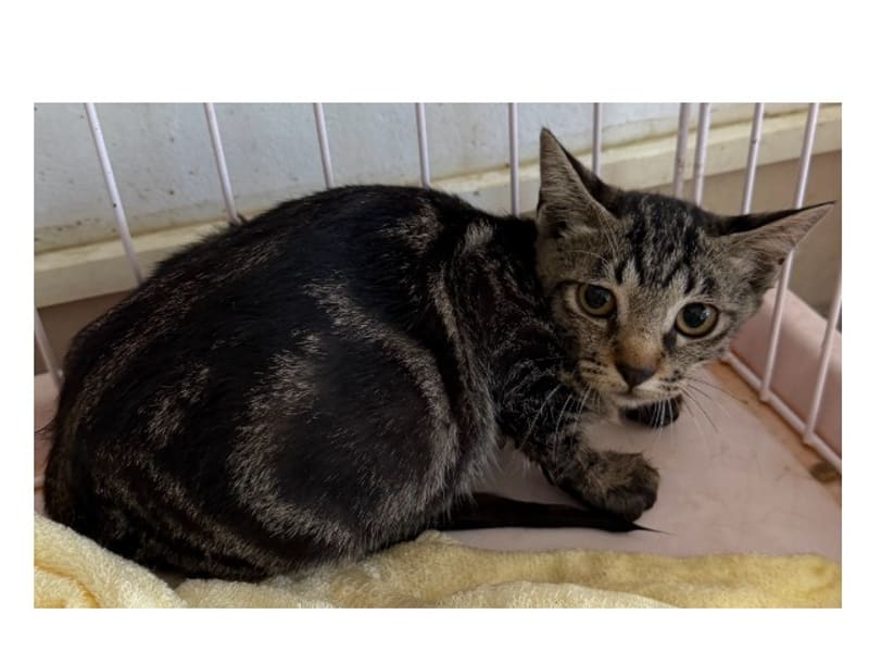 Tabby adult mixed-breed cat, Small, shelter no. …5009