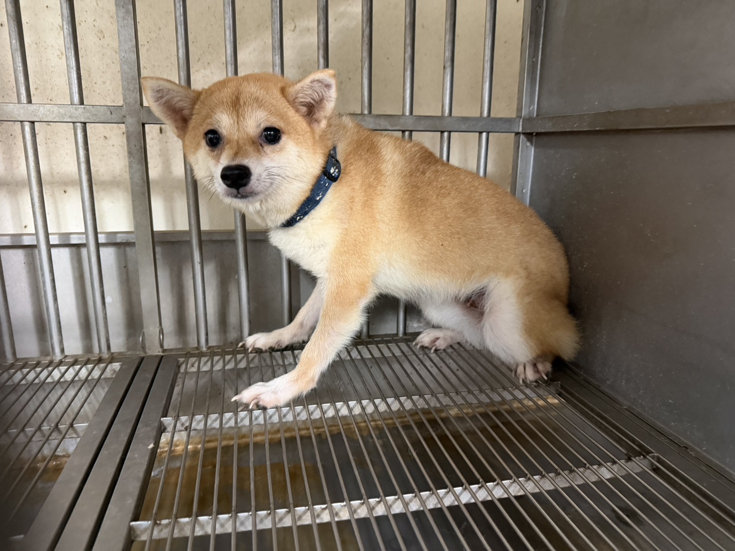 Tan young female Shiba Inu, Small, shelter no. …5005