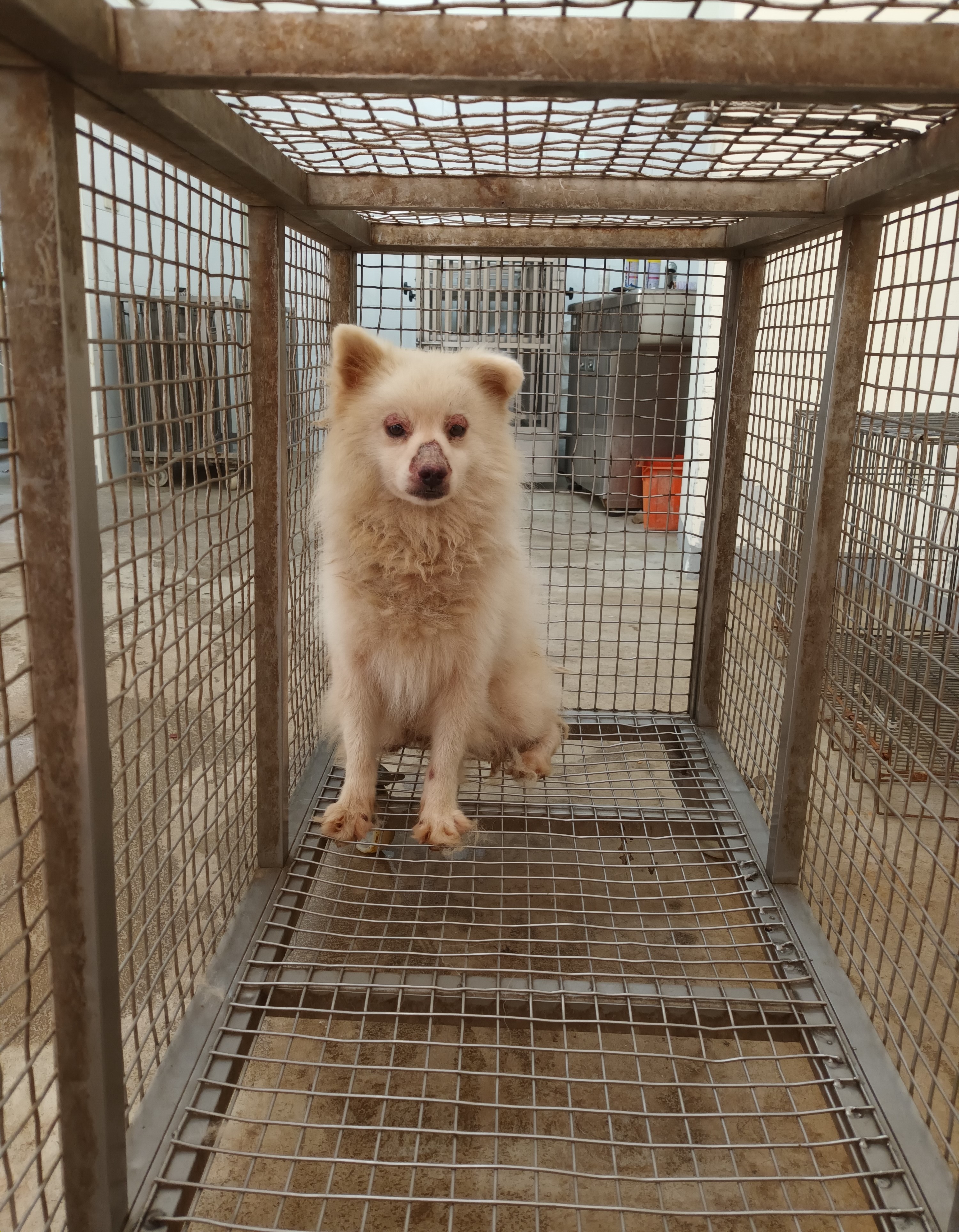White adult male Japanese Spitz, Medium, shelter no. …6001