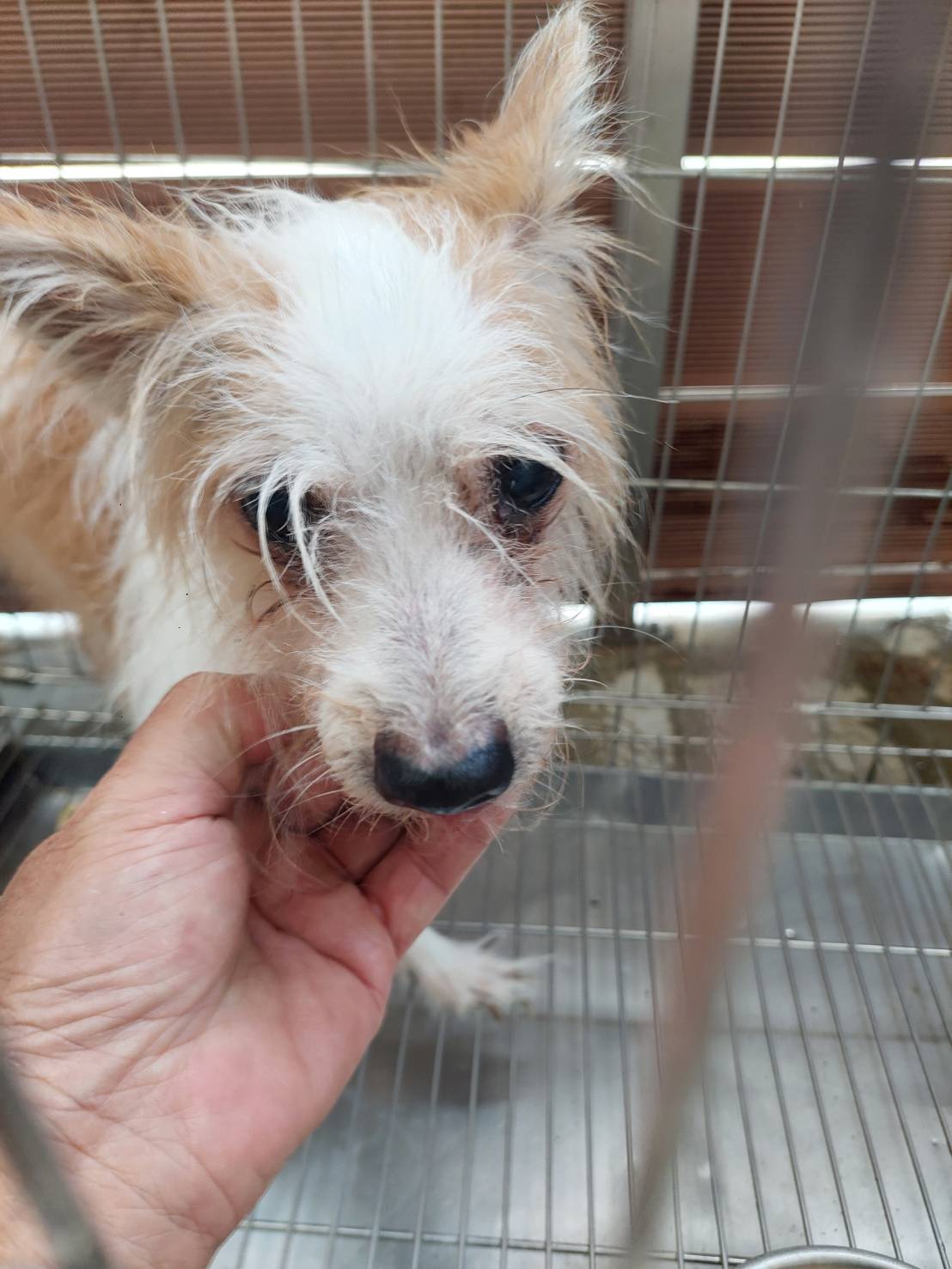 Tan-and-white adult female mixed-breed dog, Medium, shelter no. …6002