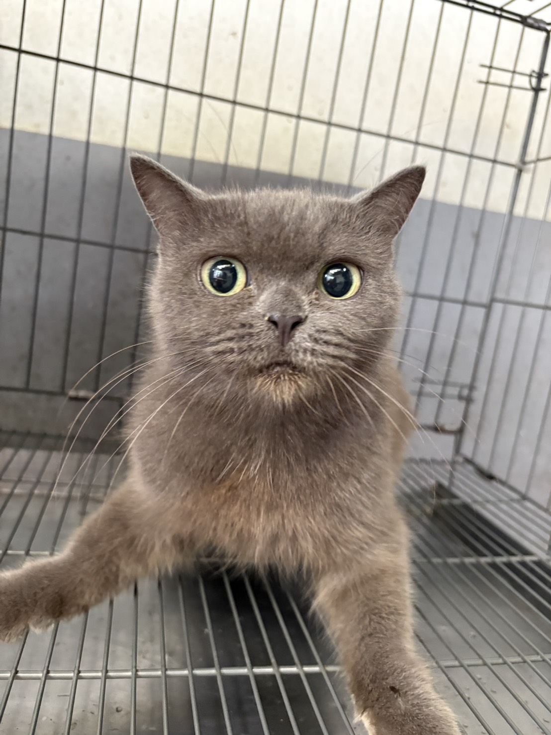 Gray adult female British Shorthair, Medium, shelter no. …8001