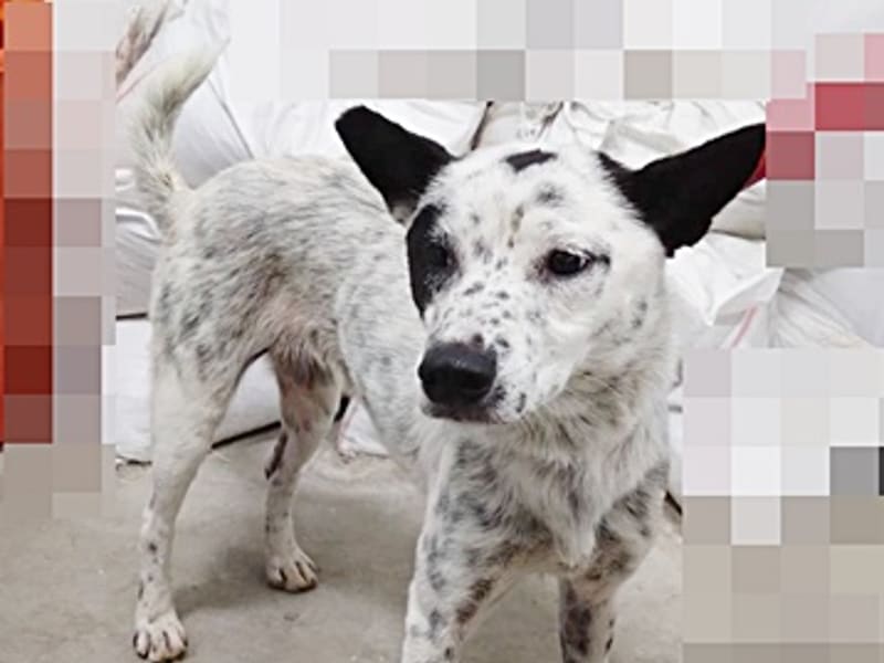 ミックス犬(メス・成犬・黒と白)、大型, 施設番号 …6012
