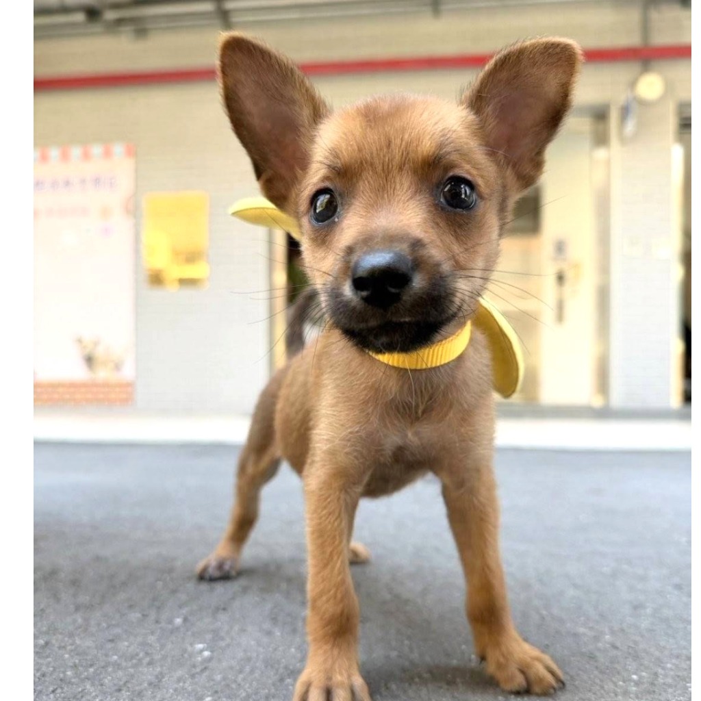Young male mixed-breed dog, Small, shelter no. …5001