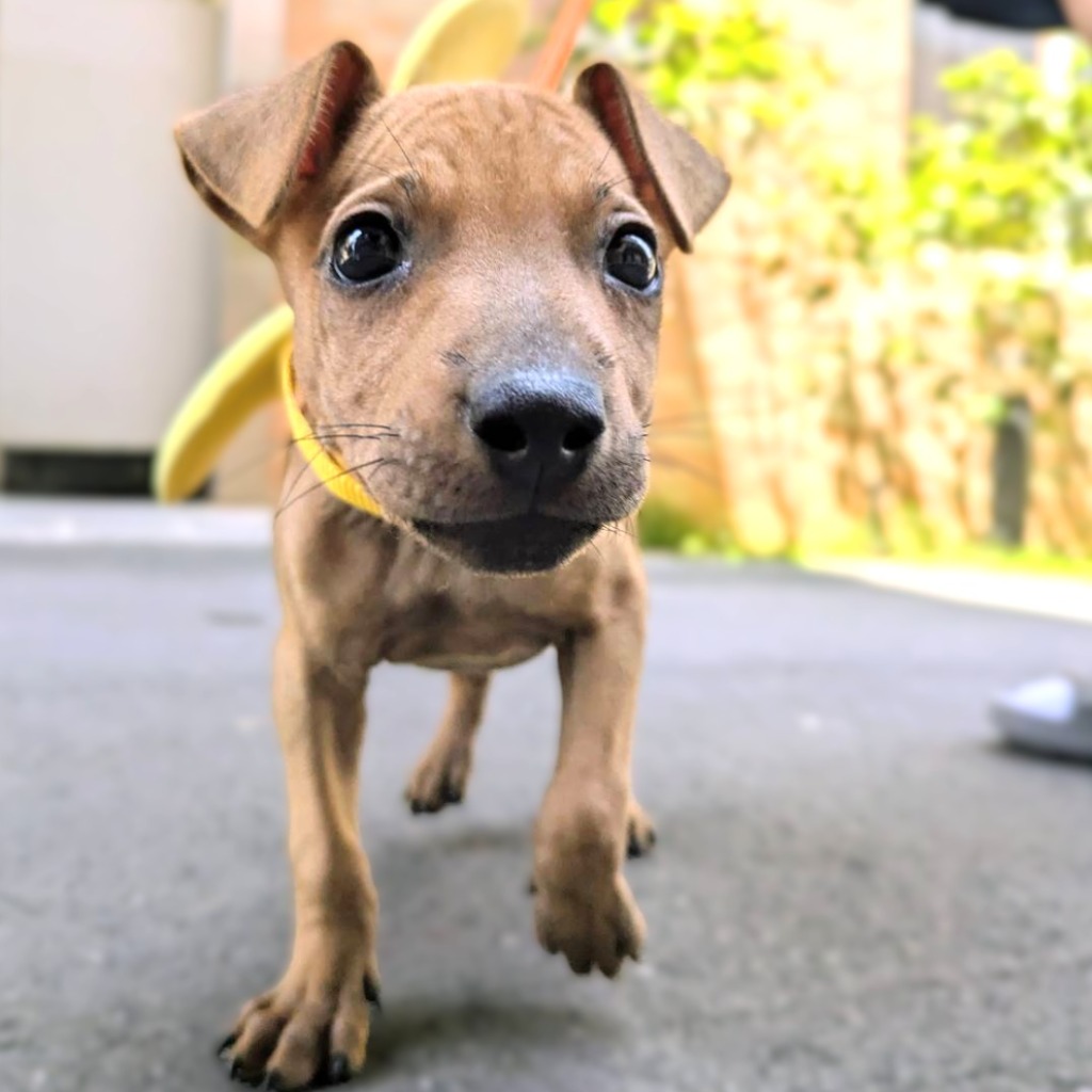 Tan young male mixed-breed dog, Small, shelter no. …5002