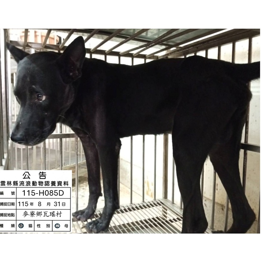 黑色成年公混種犬，大型, 收容編號 …085D