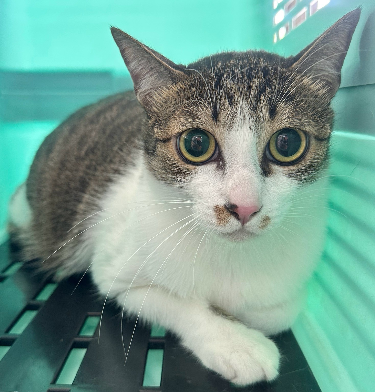 Tabby-and-white adult female mixed-breed cat, Small, shelter no. …7002
