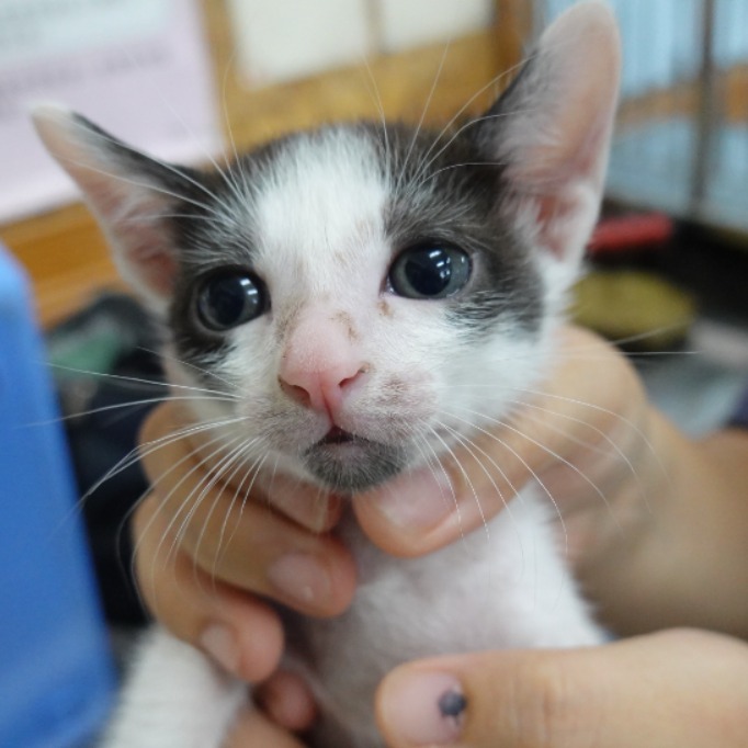 Black-and-white young male mixed-breed cat, Small, shelter no. …8-08