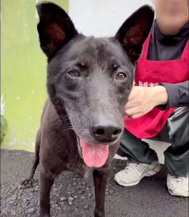 Black adult male mixed-breed dog, Medium, shelter no. …2001