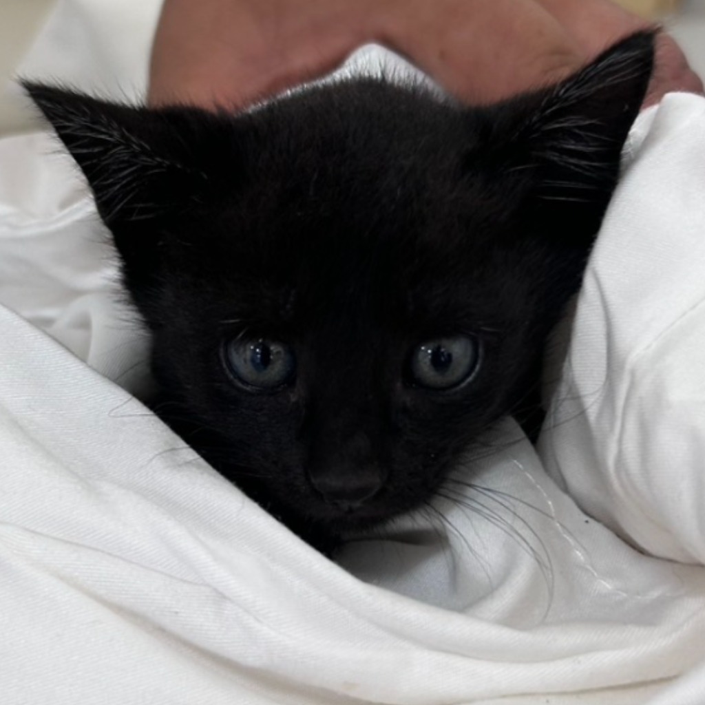Black young female mixed-breed cat, Small, shelter no. …2C01