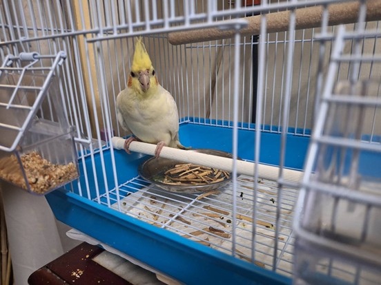 Tan-and-white adult 玄鳳鸚鵡, Medium, shelter no. …005B