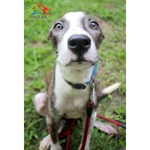 Perro mestizo macho adulto (marrón y blanco), Grande, refugio n.º …6001