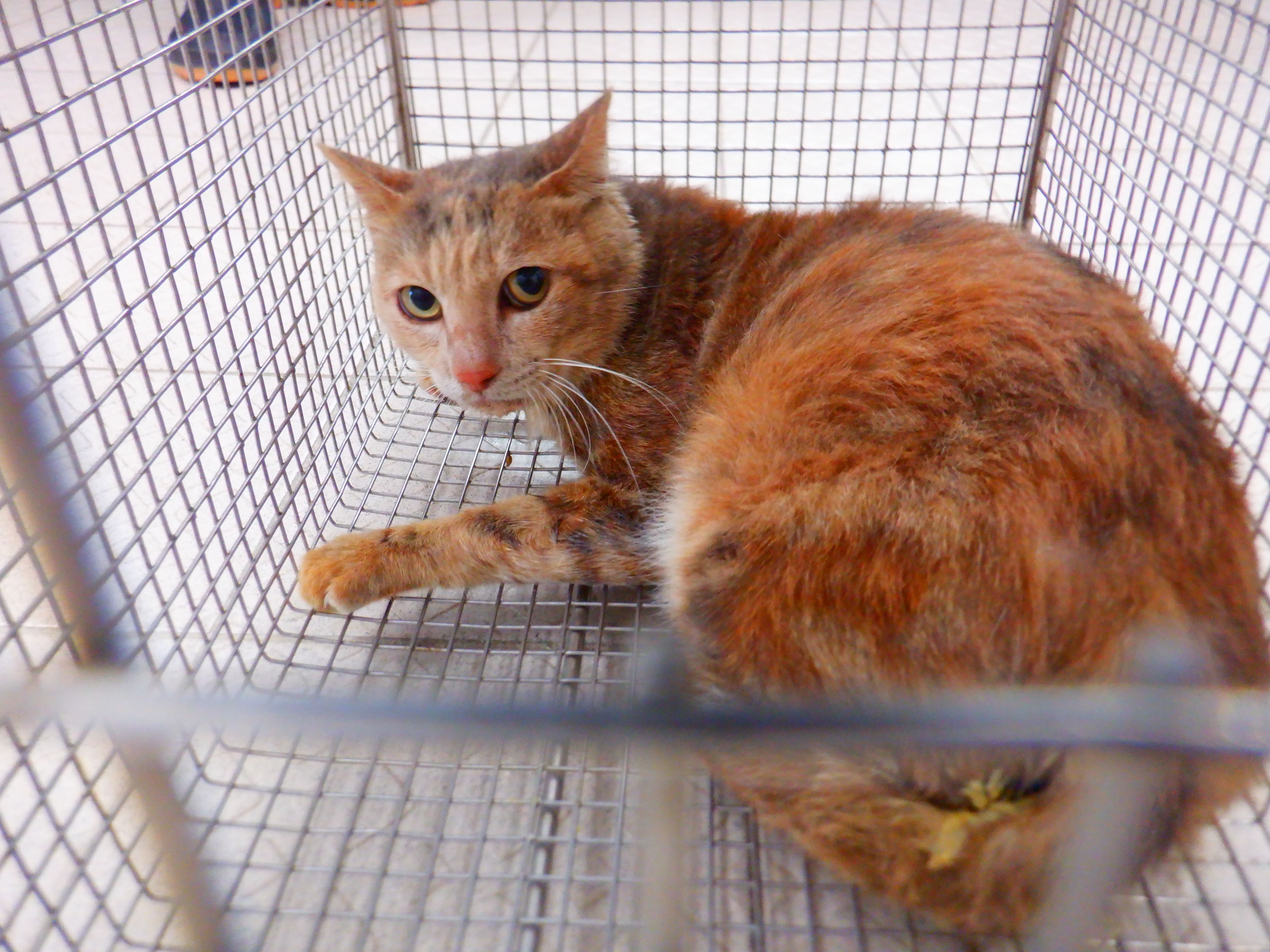 ミックス猫(メス・成猫・トラ)、小型, 施設番号 …01C2