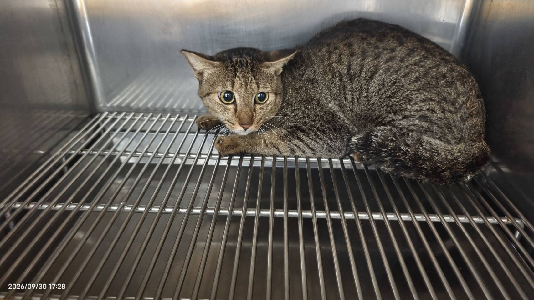 Tabby adult male mixed-breed cat, Medium, shelter no. …0101