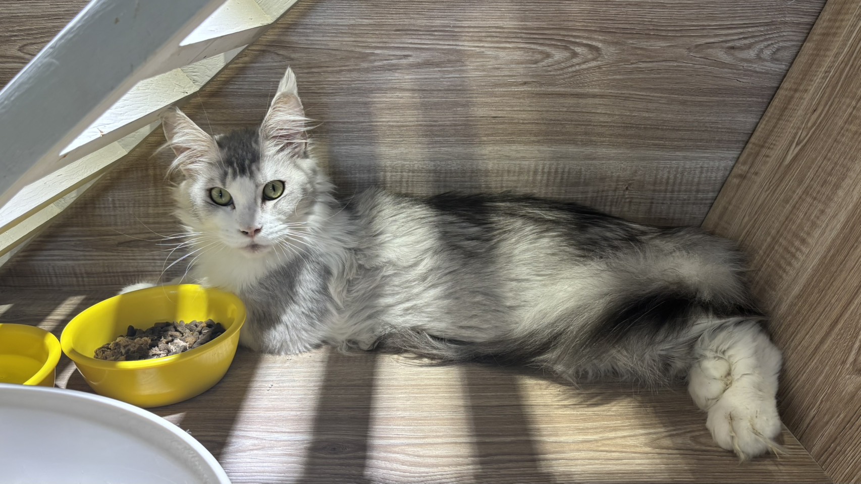 メインクーン（メス・成猫・グレーと白）、大型, 施設番号 …6011